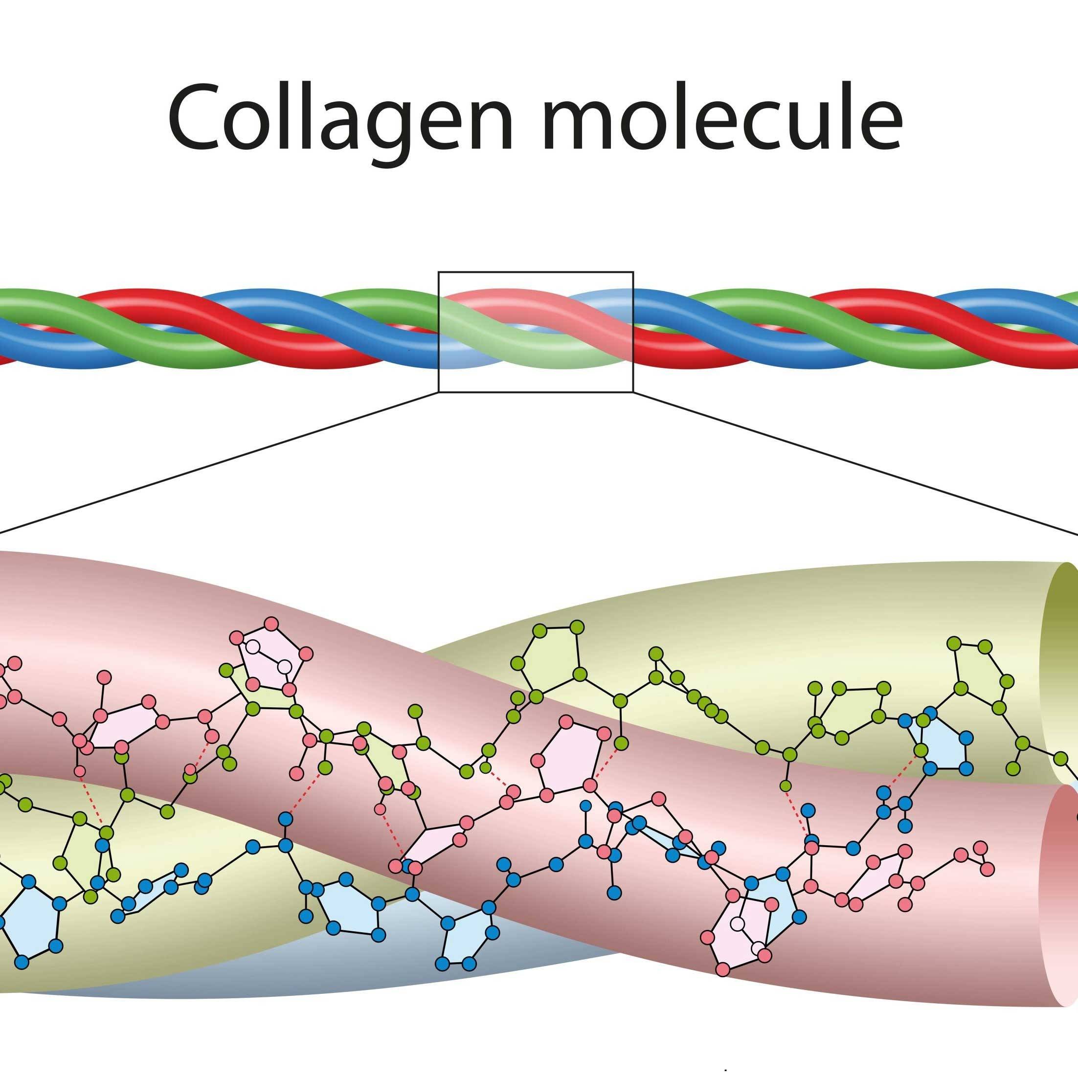 Collagen Molecule - What is Collagen