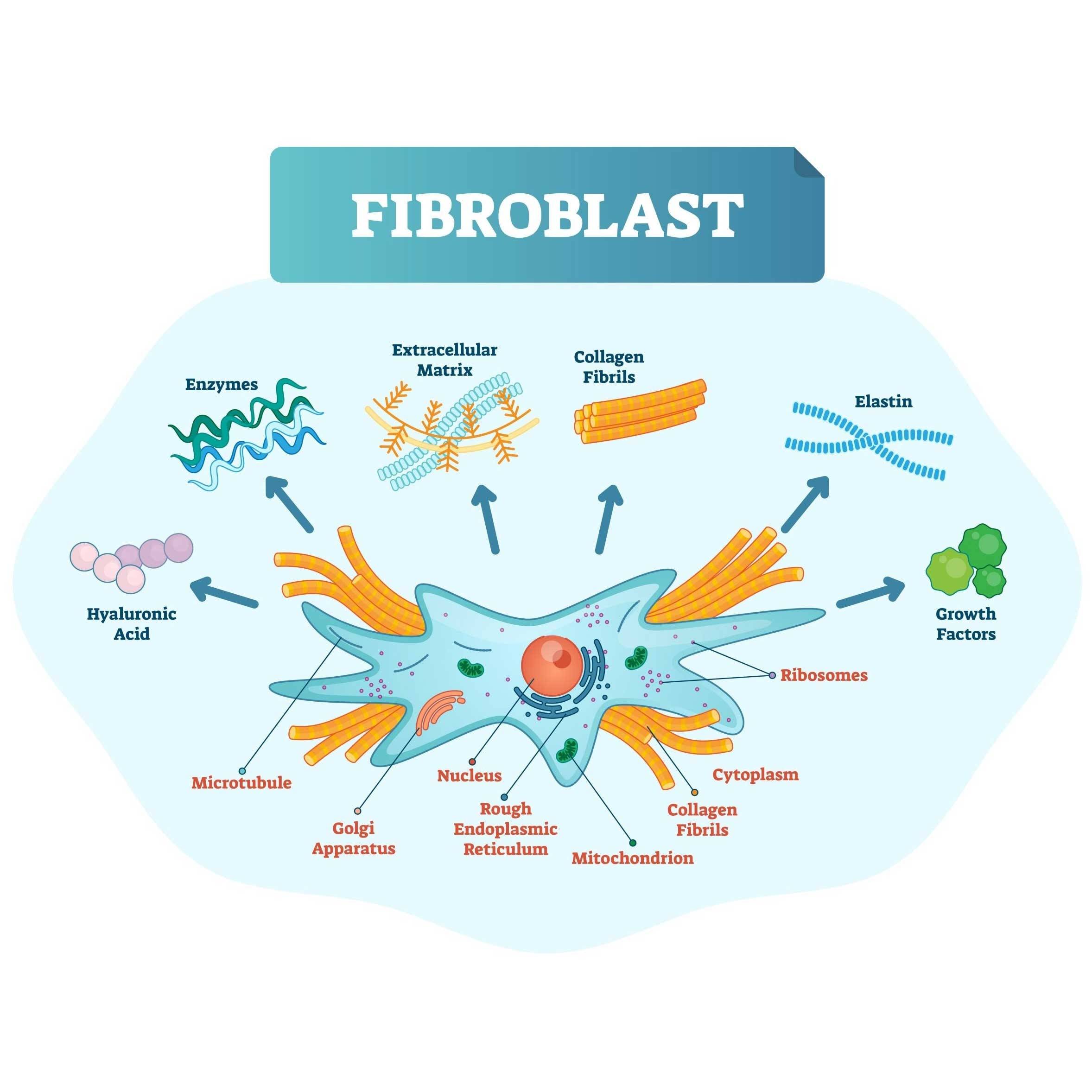 Fibroblast - How Does Collagen Affect the Musculoskeletal System?