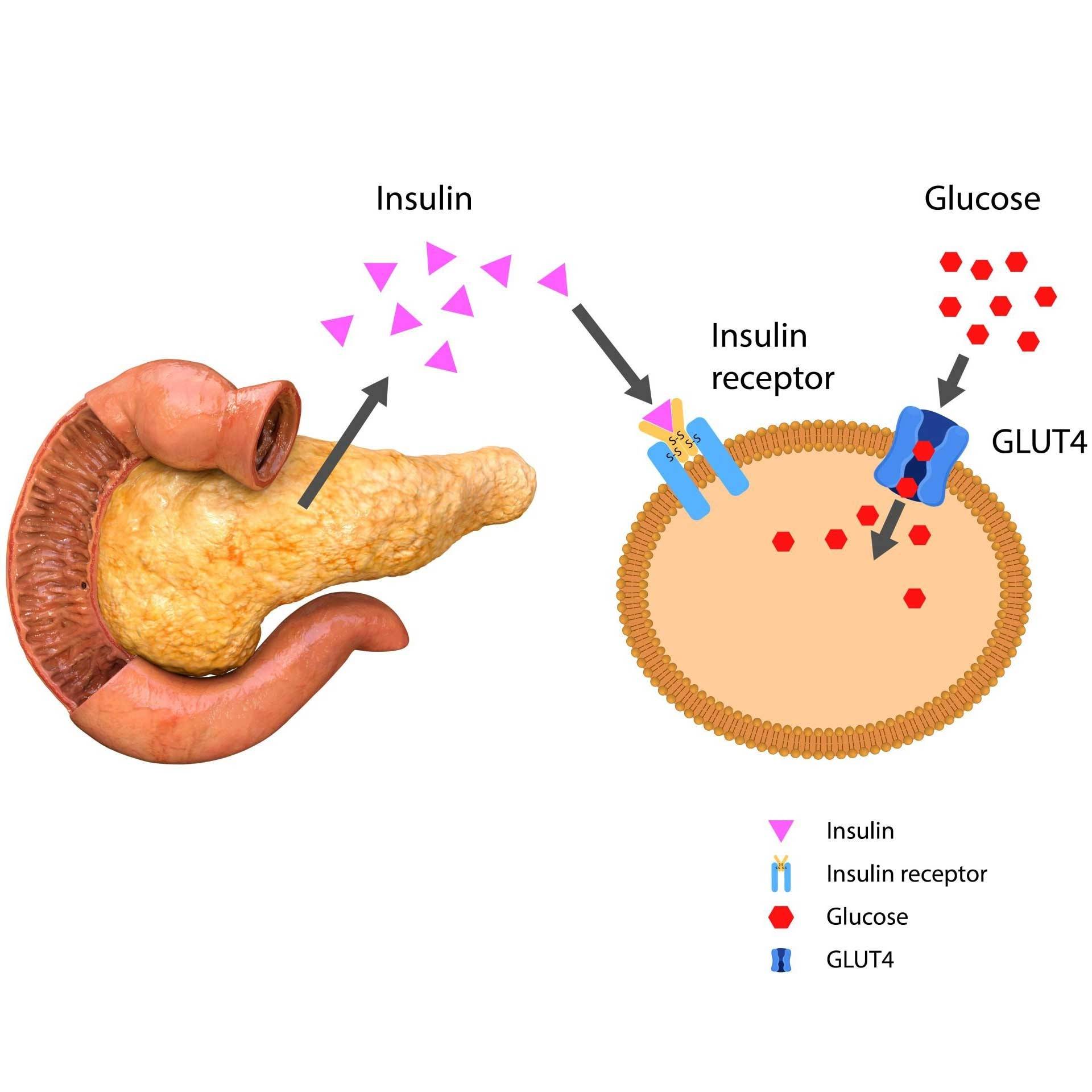 How Insuline Regulates Glucose