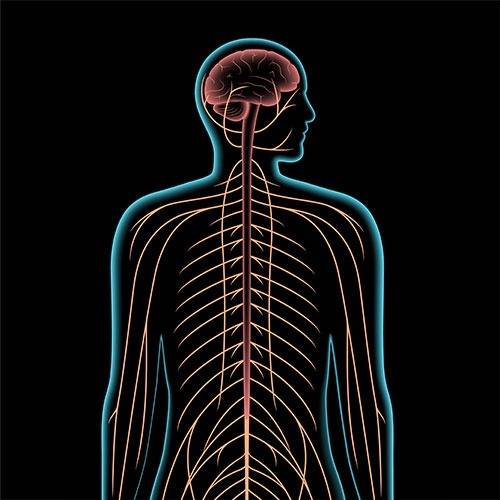 Nervous System - How Turmeric Works to Reduce Nerve Pain