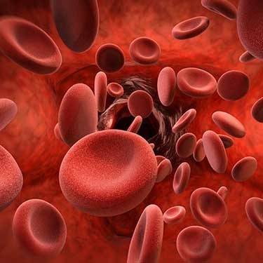 Vasodilation - Red Blood Cells