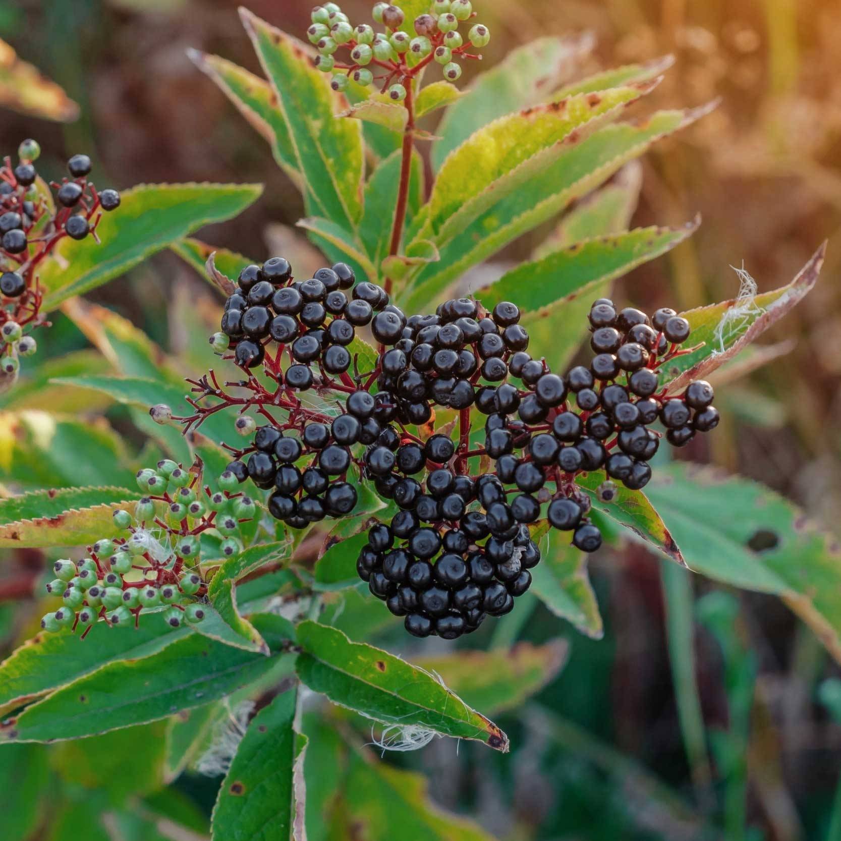 Elderberries - 10 Immunity-Boosting Foods