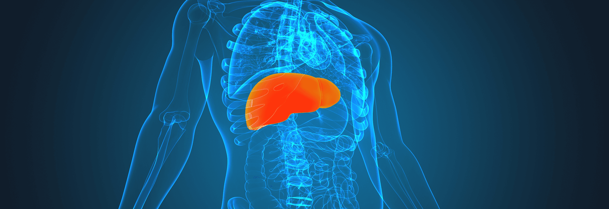Digital illustration of a human torso with the liver highlighted, suitable for supplement-focused health content.